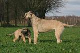 IRISH WOLFHOUND 252